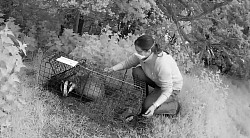 A vaccinator and badger at one of our recent vaccinations showing how calm and quick it can be