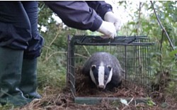 A badger successfully vaccinated and released on one of our participating farms.