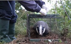 A badger successfully vaccinated and released on one of our participating farms.