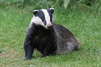 Badger