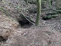 Badger Sett