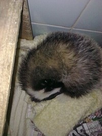 Rescued Badger
