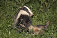 Badger