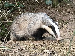 Badger