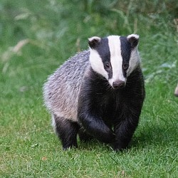 Badger