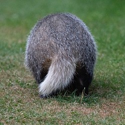 Badger