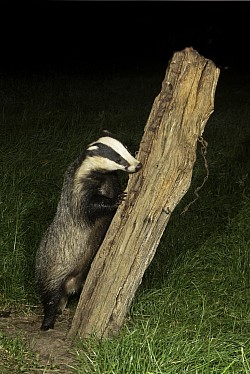 Badger